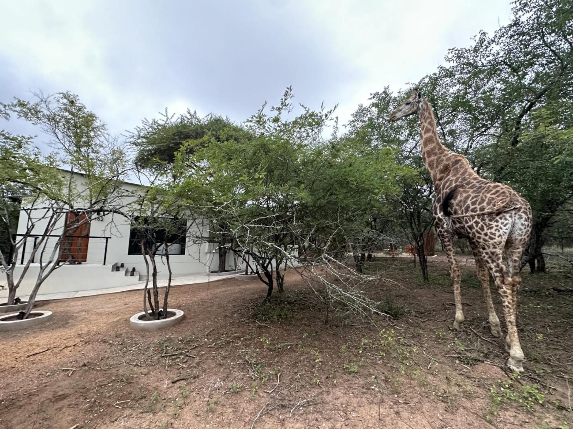 The Luxury Safari Villa, Close To Knp, Starbed, Giraffe-feeding-tower, Bush-bath Villa *